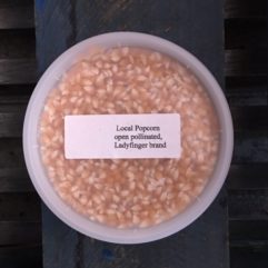 Heirloom Popcorn Kernels –  per lb