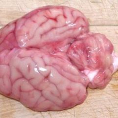 Beef Brain – 1/2 lb