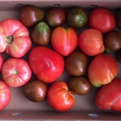 Heirloom Tomatoes – per lb