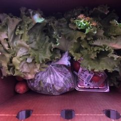 On Sale – Vegetable box – Organic – Medium Size