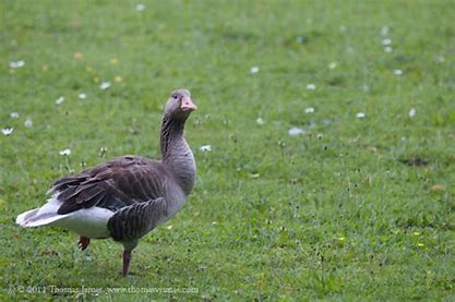 Duck & Goose