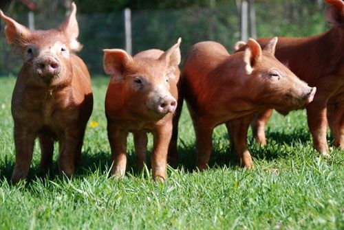 Goat Milk – FRESH – Glass – Amos Miller Organic Farm