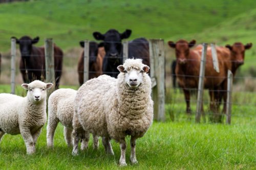 https://amosmillerorganicfarm.com/wp-content/uploads/2019/04/Sheep-and-cows-e1547261659729-4.jpg