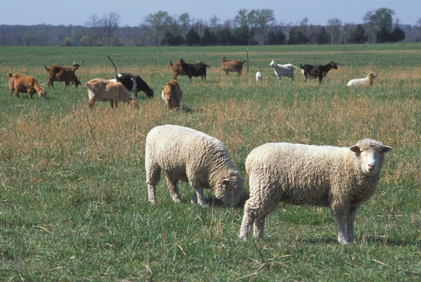 Lamb & Goat & Sheep