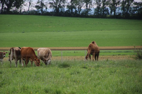 https://amosmillerorganicfarm.com/wp-content/uploads/2019/04/camel-and-cows-amish-farm-1-2.jpg