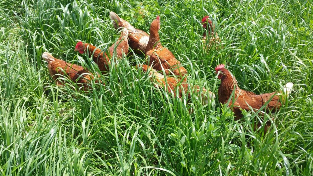 https://amosmillerorganicfarm.com/wp-content/uploads/2019/04/chicken-on-pasture-2-1024x575.jpg