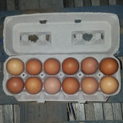 Pullet Eggs (Soy&Corn-free) – per dz