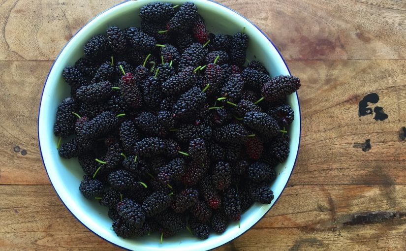 Mulberry Puree – QUART