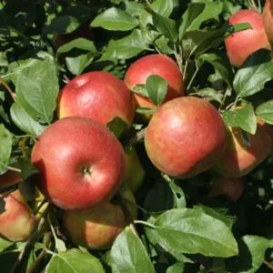 Local Honeycrisp Apples - per lb