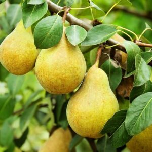 Local Bartlett Pears - per lb