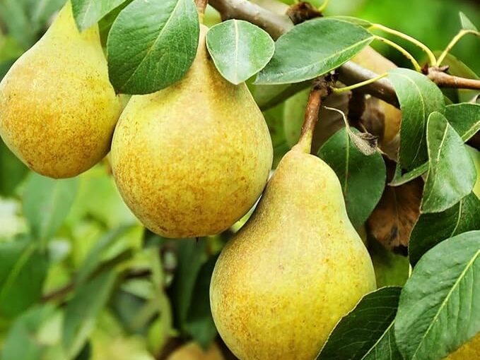 Local Bartlett Pears – per lb