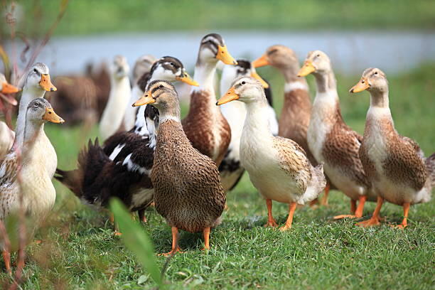 Pastured Duck